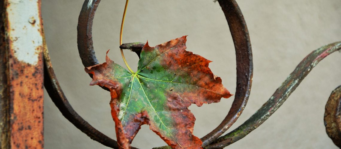 autumn-leaf-1646050_1920