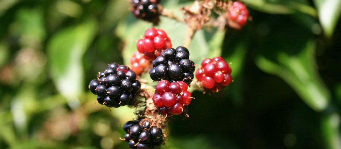 blackberry-200535_1920